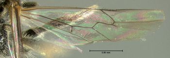 Media type: image;   Entomology 609435 Aspect: hind wing